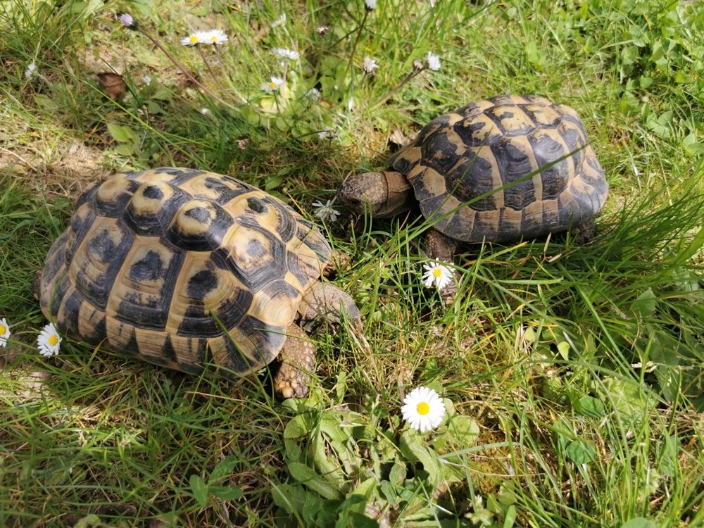 griech. Landschildkröten männlich und weiblich griech. Landschildkröten männlich und weiblich