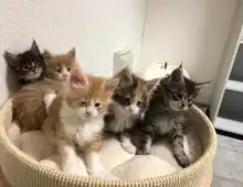 Maine Coon Babys Kitten mit Papieren