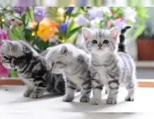 Britisch Kurzhaar (BKH) Katzenkinder mit Papieren