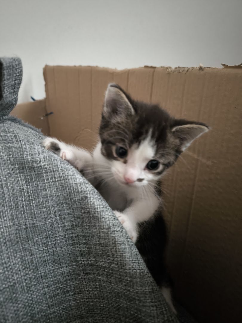 2 Katerchen Kitten suchen ein neues Zuhause