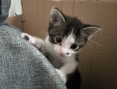 2 Katerchen Kitten suchen ein neues Zuhause