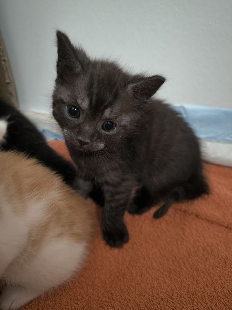 2 Katerchen Kitten suchen ein neues Zuhause