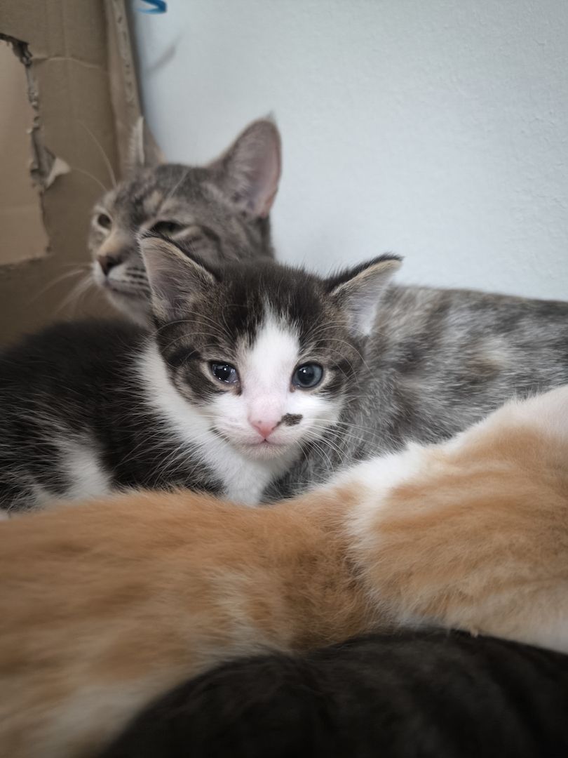 2 Katerchen Kitten suchen ein neues Zuhause