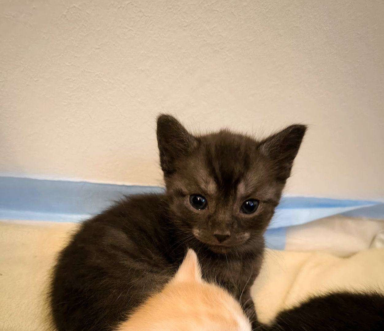 2 Katerchen Kitten suchen ein neues Zuhause