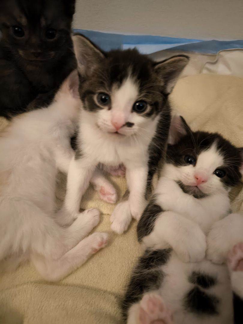 2 Katerchen Kitten suchen ein neues Zuhause