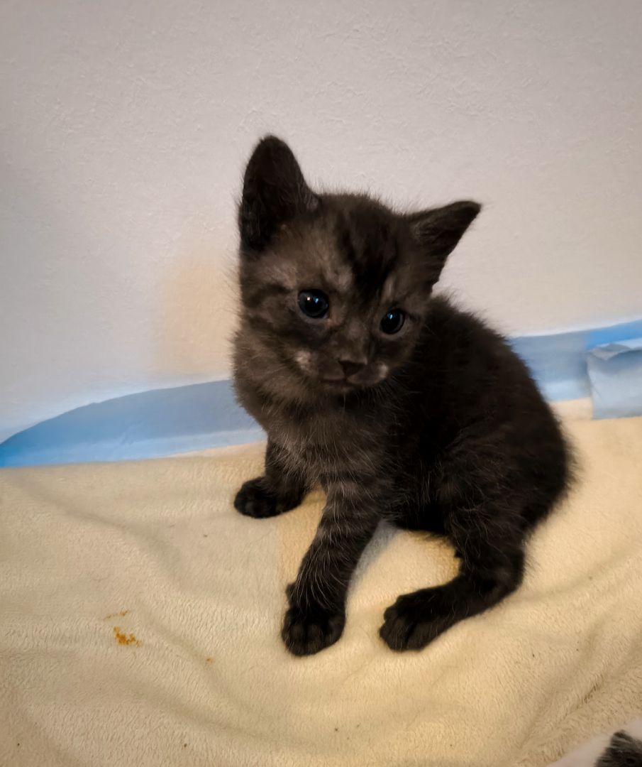 2 Katerchen Kitten suchen ein neues Zuhause