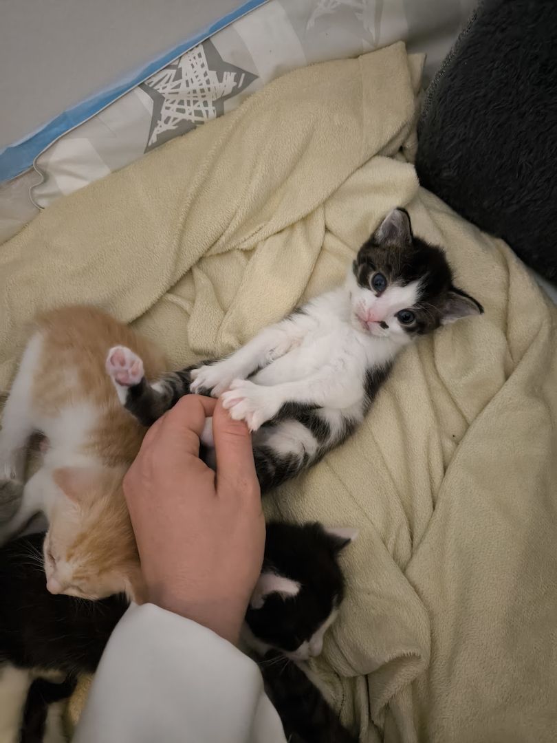 2 Katerchen Kitten suchen ein neues Zuhause