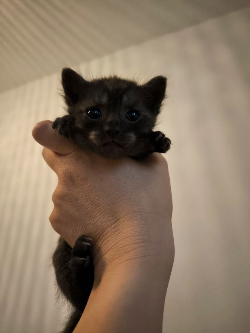 2 Katerchen Kitten suchen ein neues Zuhause