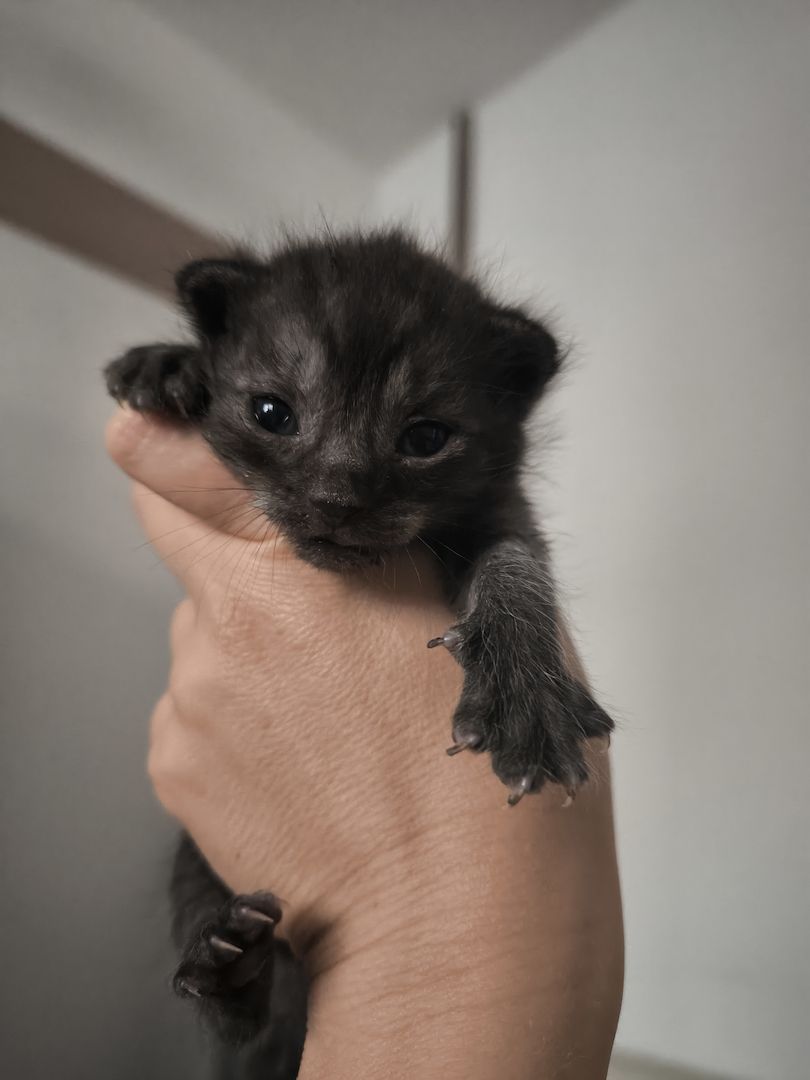 2 Katerchen Kitten suchen ein neues Zuhause