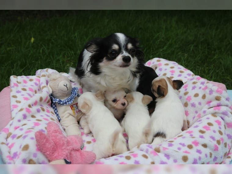 Traumhaft reinrassige Mini-Chihuahua Welpen noch zu haben