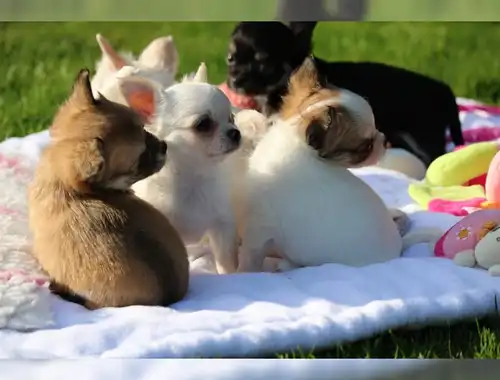 Traumhaft reinrassige Mini-Chihuahua Welpen noch zu haben