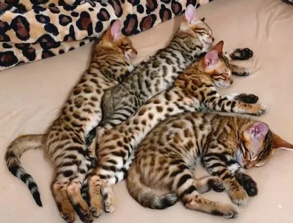 Bengal kitten