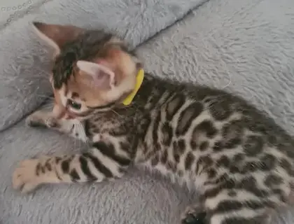 Reinrassige Bengalkitten vorhanden