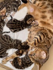 Schöne Bengal-Kätzchen Schöne Bengal-Kätzchen