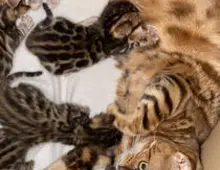 Schöne Bengal-Kätzchen