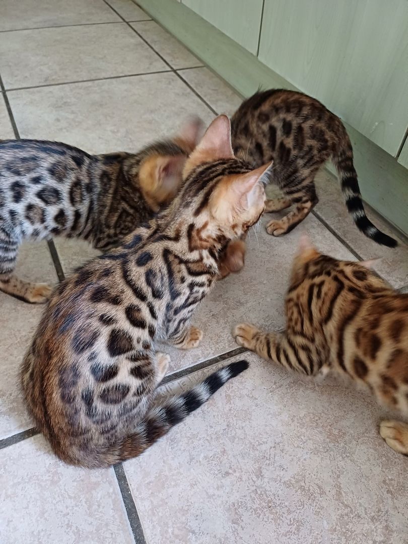Süße Reinrassige Bengal Kittens