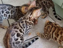 Süße Reinrassige Bengal Kittens