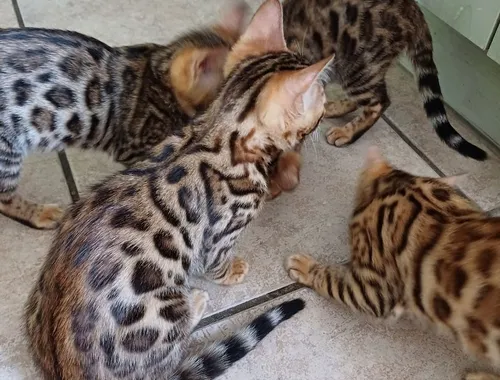 Süße Reinrassige Bengal Kittens