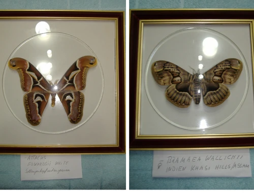 Schmetterling Attacus Edwardsii White + Bramaea Wallichii, RAR!, Privatverkauf!