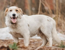 Der hübsche Corgi-Mischling Dobryak(40cm) sucht eine Familie