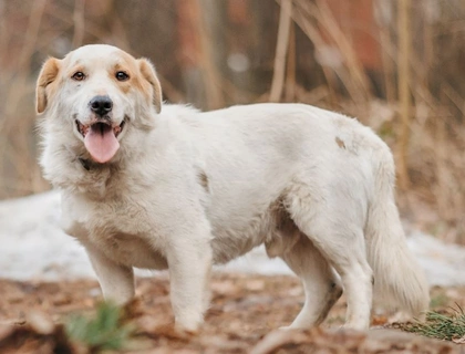 Der hübsche Corgi-Mischling Dobryak(40cm) sucht eine Familie