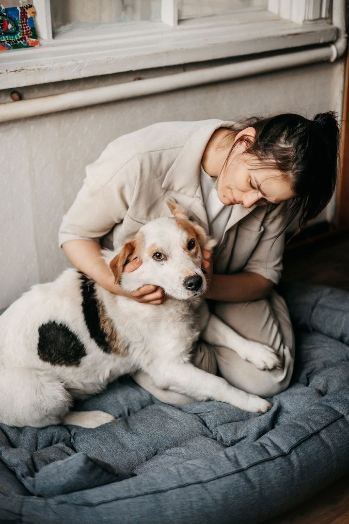 Der hübsche Corgi-Mischling Dobryak(40cm) sucht eine Familie