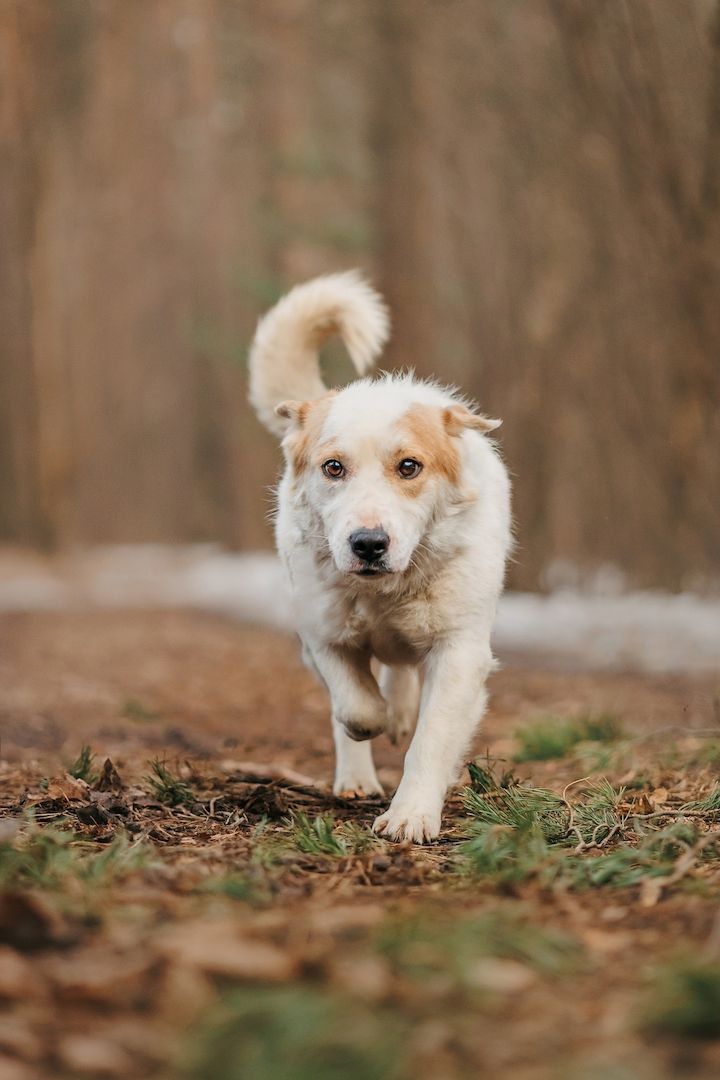 Der hübsche Corgi-Mischling Dobryak(40cm) sucht eine Familie