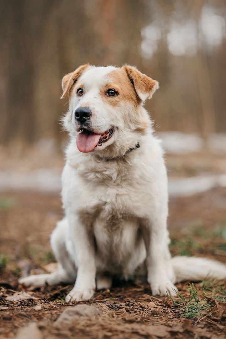 Der hübsche Corgi-Mischling Dobryak(40cm) sucht eine Familie