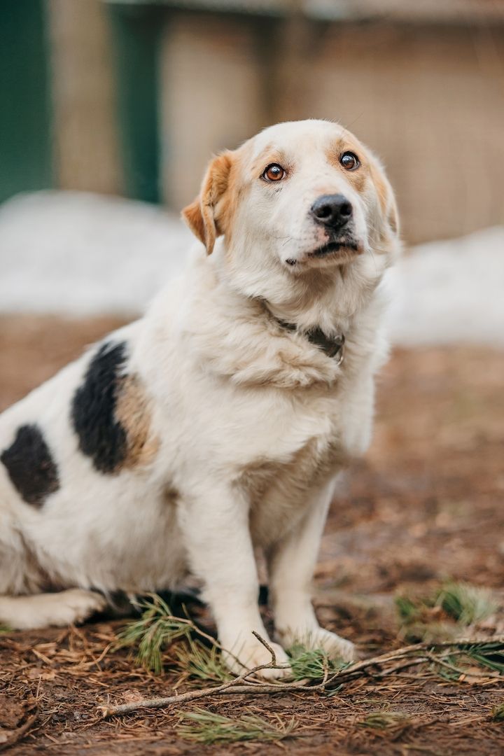 Der hübsche Corgi-Mischling Dobryak(40cm) sucht eine Familie