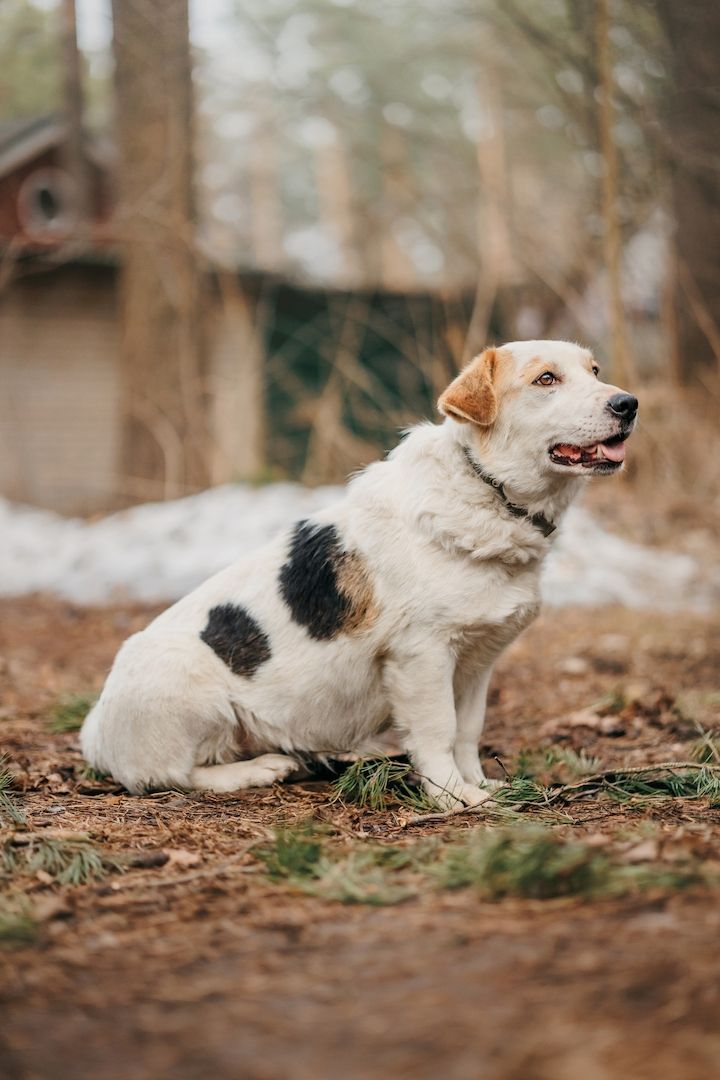 Der hübsche Corgi-Mischling Dobryak(40cm) sucht eine Familie
