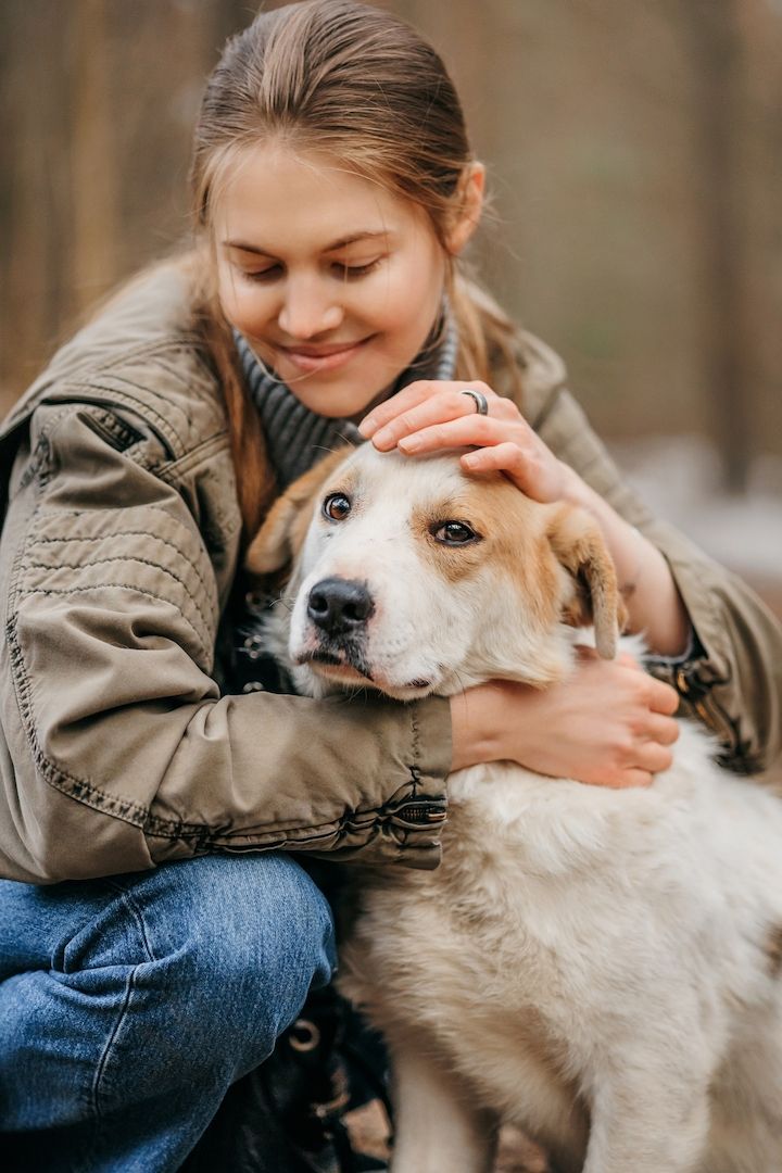 Der hübsche Corgi-Mischling Dobryak(40cm) sucht eine Familie