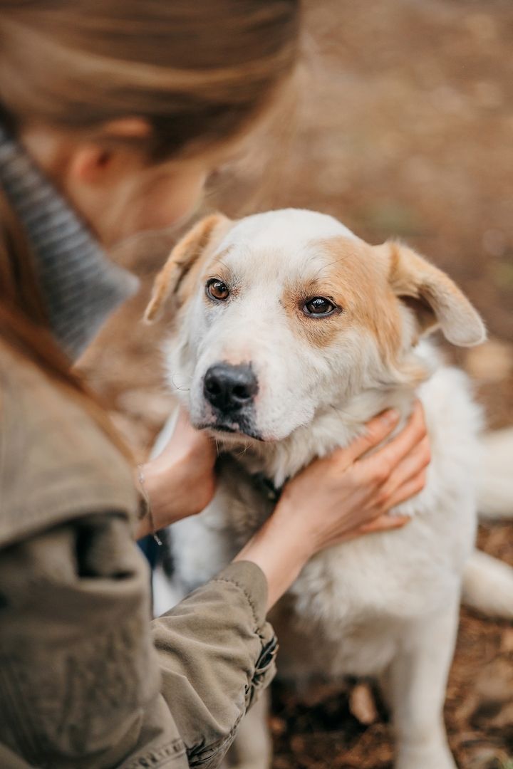 Der hübsche Corgi-Mischling Dobryak(40cm) sucht eine Familie