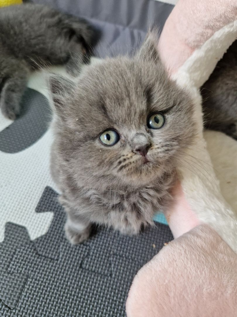 Britsch kurzhaar kitten Britsch kurzhaar kitten