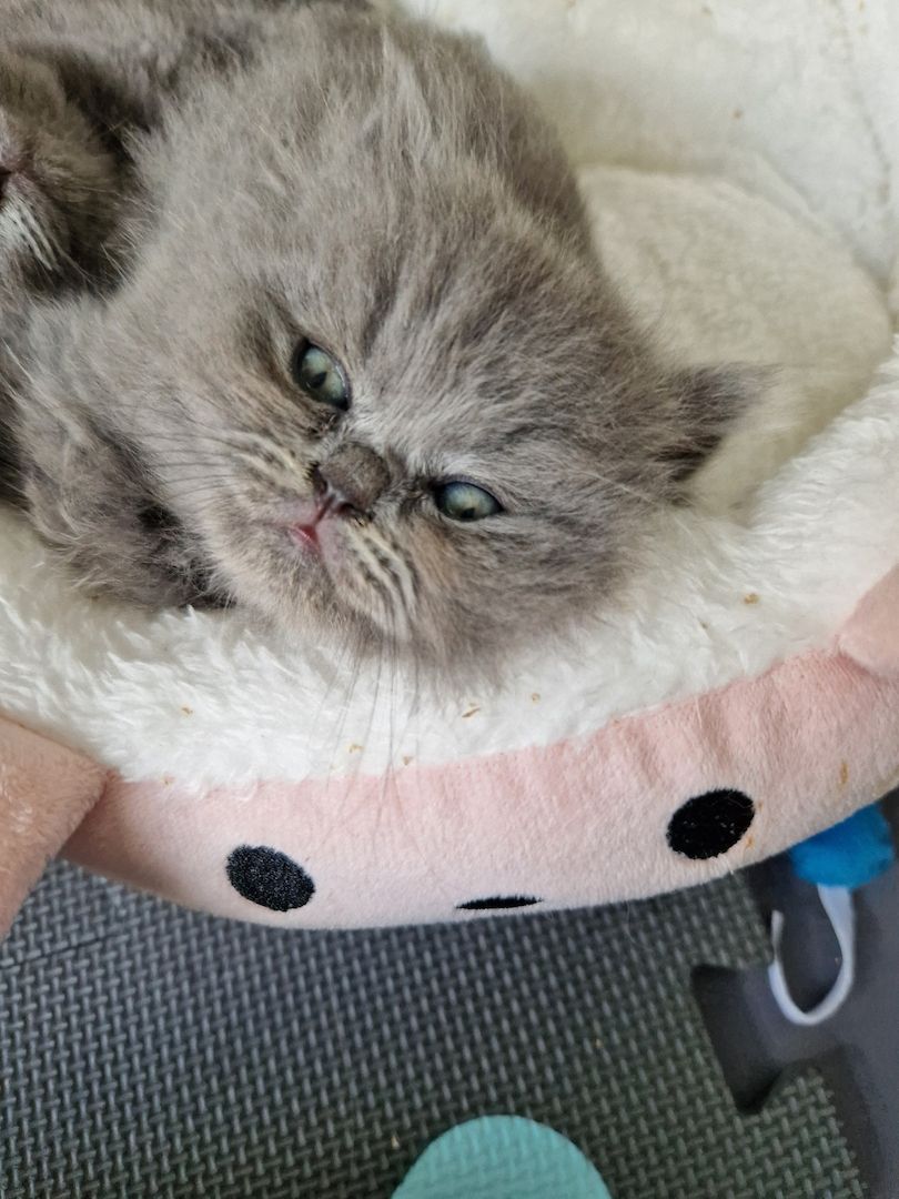 Britsch kurzhaar kitten Britsch kurzhaar kitten