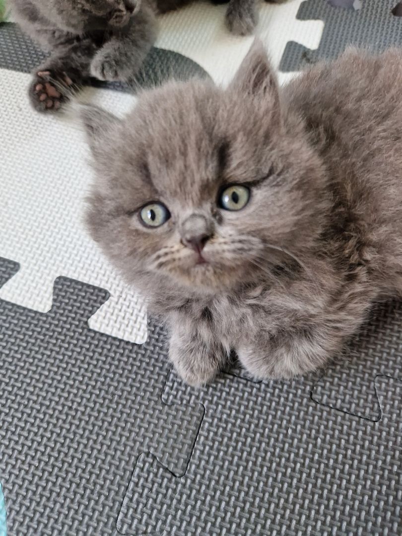 Britsch kurzhaar kitten Britsch kurzhaar kitten