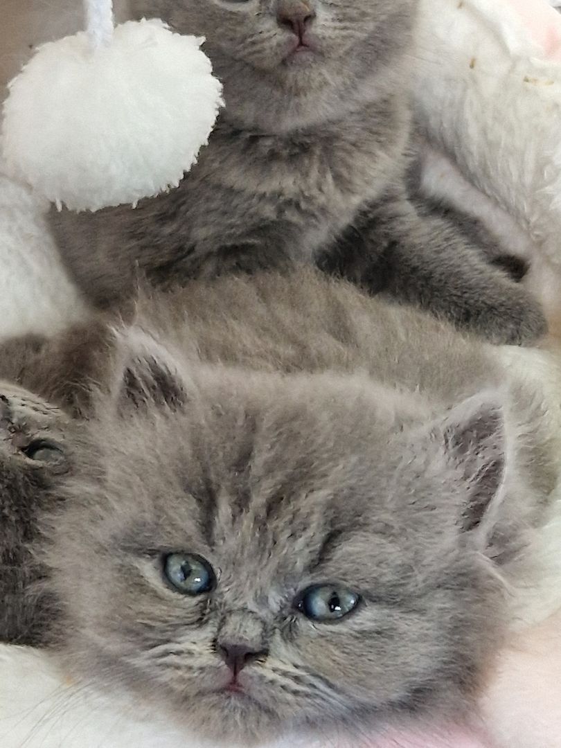 Britsch kurzhaar kitten Britsch kurzhaar kitten