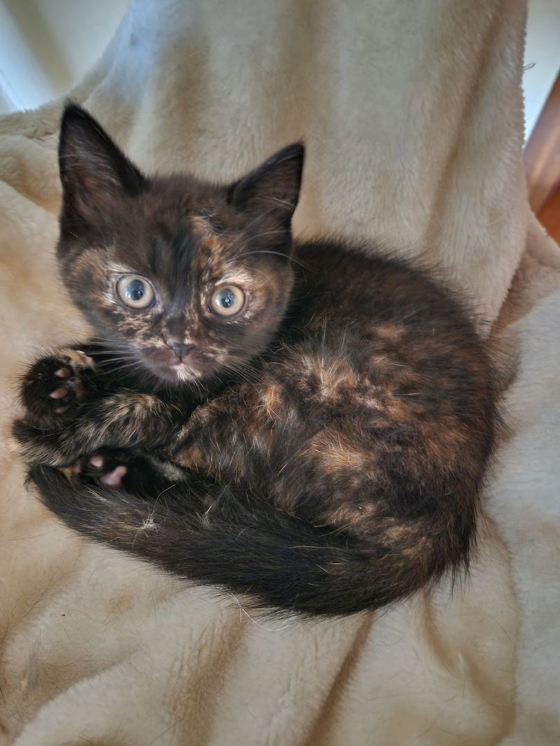 Britsch kurzhaar Maine coon kitten Britsch kurzhaar Maine coon kitten