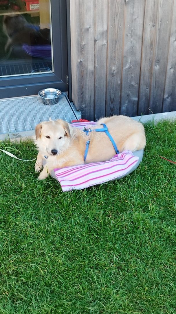 Ruhige Rika braucht ein Zuhause