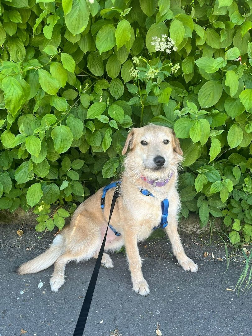 Ruhige Rika braucht ein Zuhause