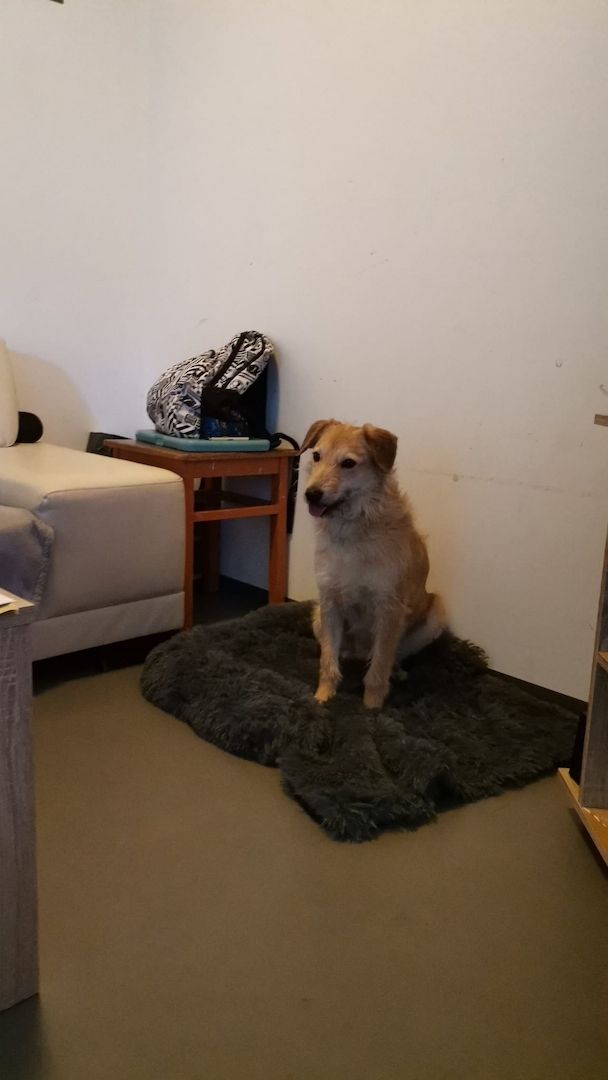 Ruhige Rika braucht ein Zuhause