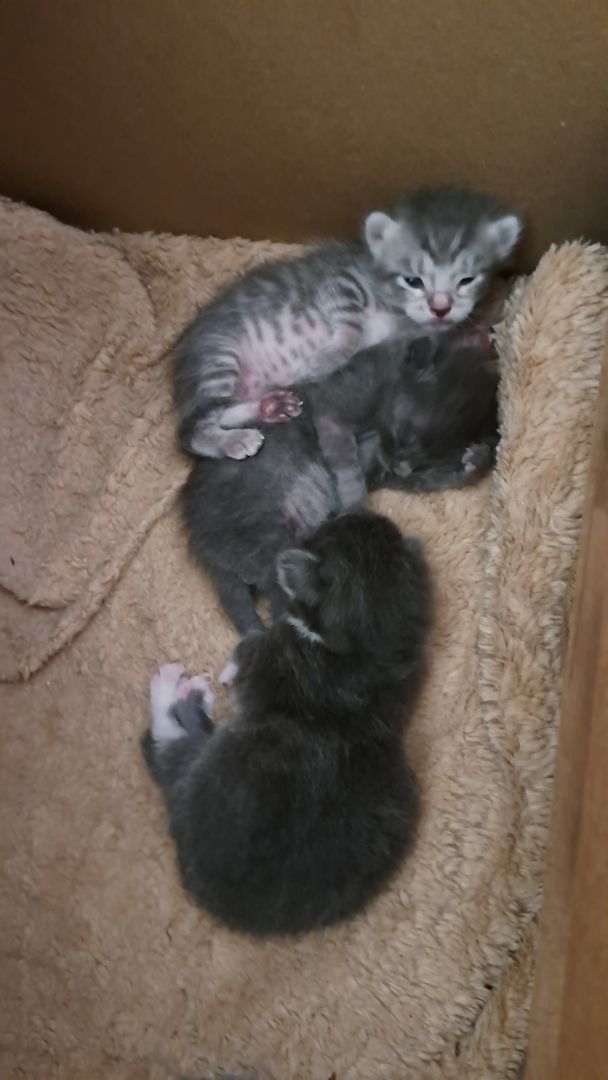 3 süsse siam mix kitten