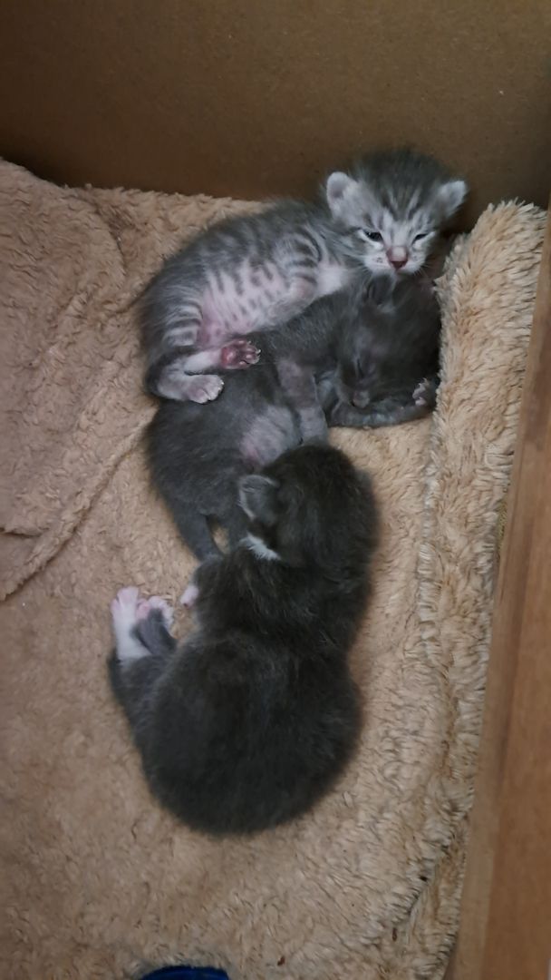 3 süsse siam mix kitten