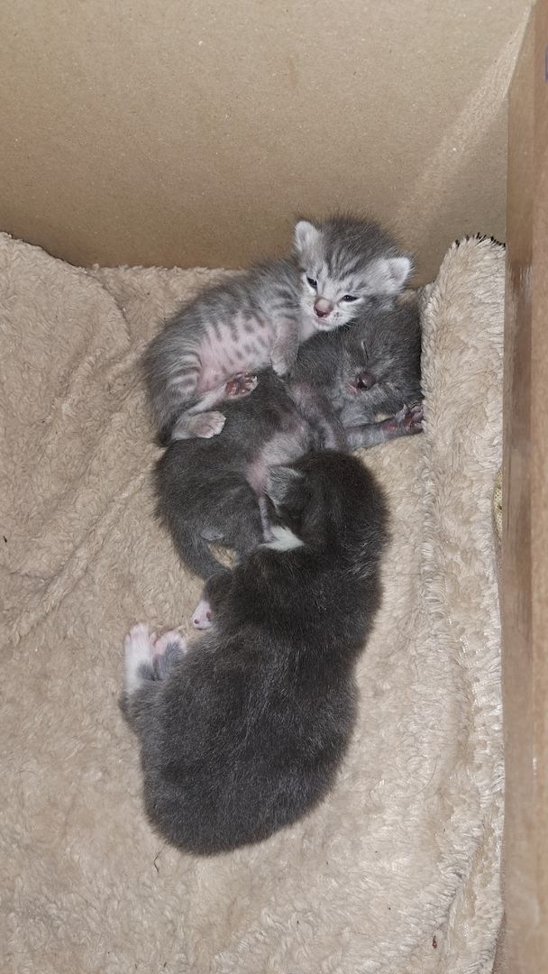 3 süsse siam mix kitten