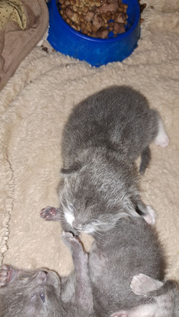 3 süsse siam mix kitten