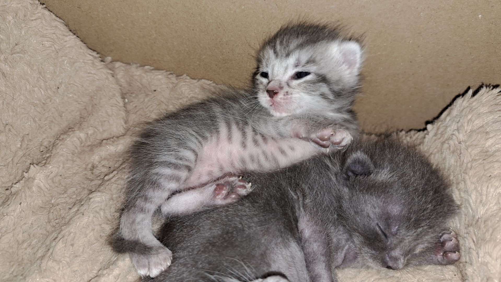 3 süsse siam mix kitten