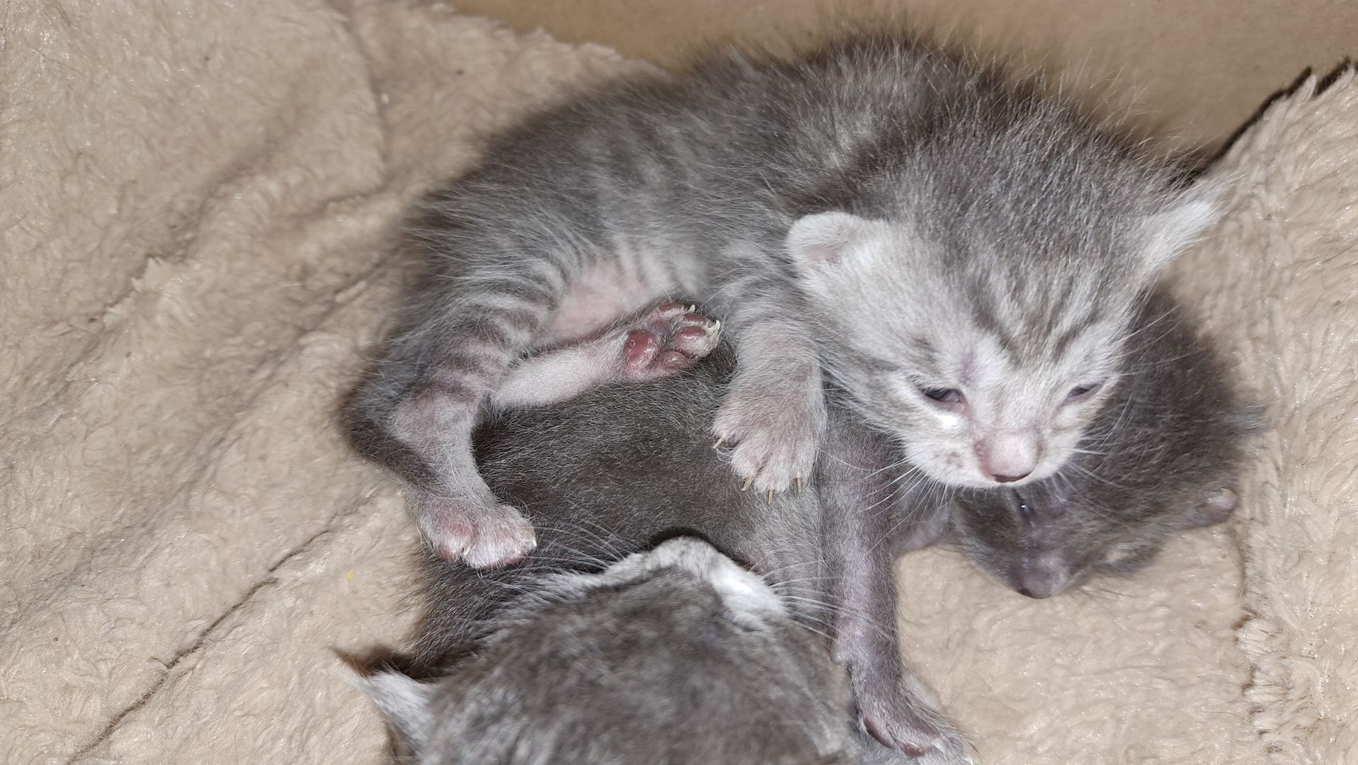 3 süsse siam mix kitten