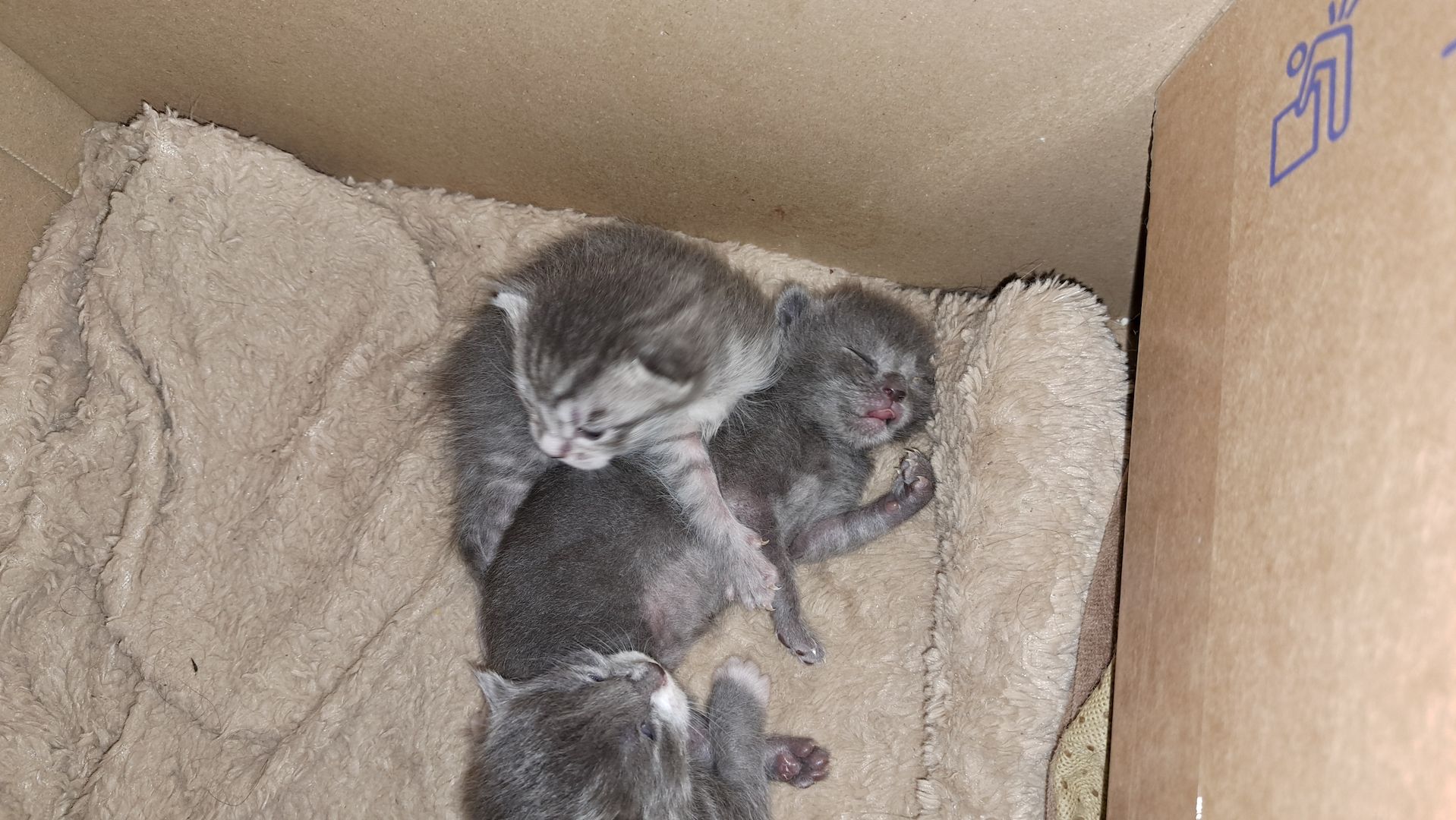 3 süsse siam mix kitten