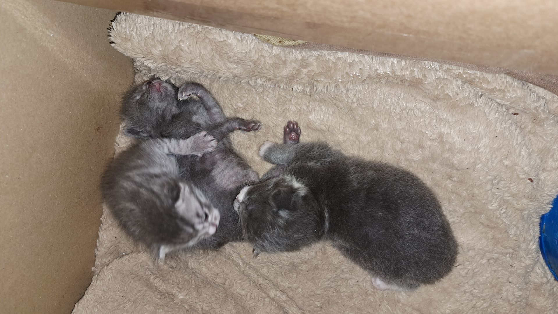 3 süsse siam mix kitten