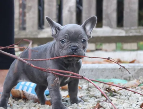 Französische Bulldoggenwelpen zu verkaufen