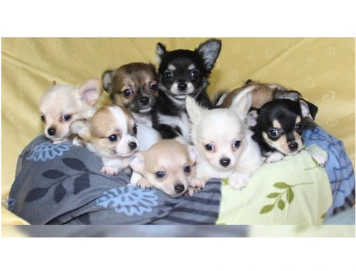 Liebevolles Mini Chihuahua Babys